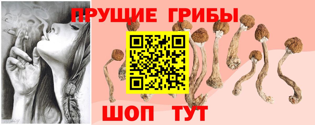 Псилоцибиновые грибы Cubensis  Вход с VPN  Нарткала  Псилоцибиновые грибы Psilocybe 